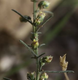 Artemisia campestris L. subsp. glutinosa (Besser) Batt. [11/14]