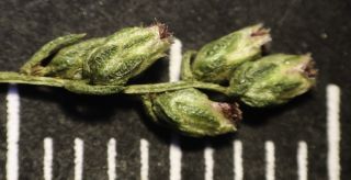 Artemisia campestris L. subsp. glutinosa (Besser) Batt. [13/14]