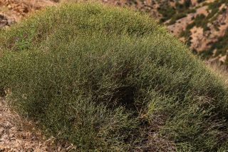 Artemisia flahaultii Emb. & Maire [3/10]