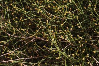 Artemisia flahaultii Emb. & Maire [5/10]