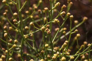 Artemisia flahaultii Emb. & Maire [6/10]