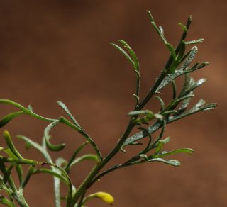 Artemisia flahaultii Emb. & Maire [7/10]