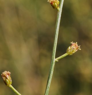 Artemisia flahaultii Emb. & Maire [8/10]
