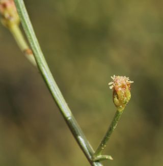 Artemisia flahaultii Emb. & Maire [9/10]