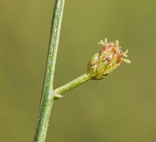 Artemisia flahaultii Emb. & Maire [10/10]