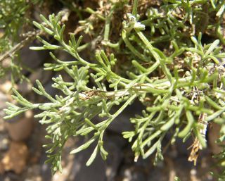 Artemisia herba-alba [4/13]