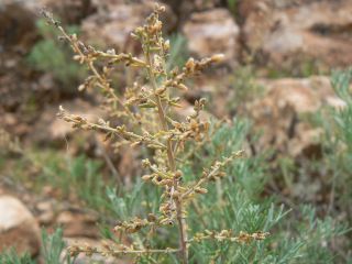 Artemisia herba-alba [7/13]