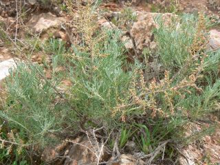 Artemisia herba-alba [8/13]