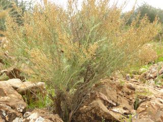Artemisia herba-alba [10/13]