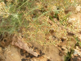 Artemisia herba-alba [12/13]