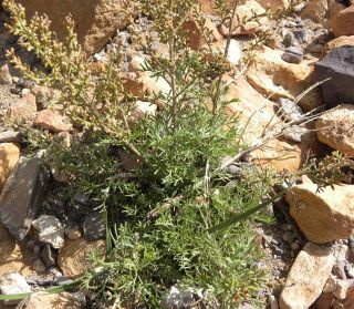 Artemisia herba-alba [2/13]