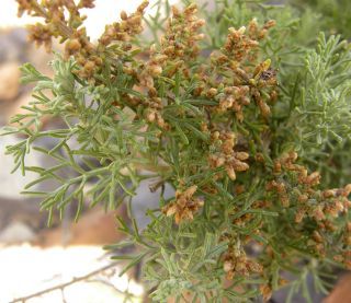 Artemisia herba-alba [5/13]