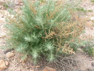 Artemisia herba-alba [6/13]