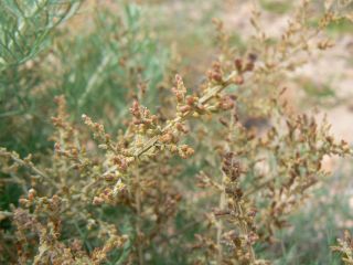 Artemisia herba-alba [9/13]