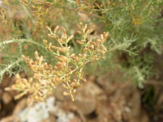 Artemisia herba-alba [11/13]