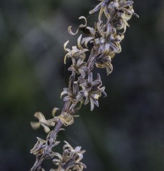 Artemisia ifranensis J. Didier [8/9]