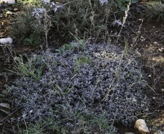 Artemisia ifranensis J. Didier [1/9]