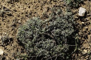Artemisia ifranensis J. Didier [2/9]