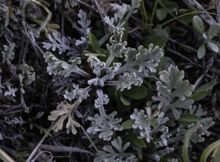 Artemisia ifranensis J. Didier [3/9]