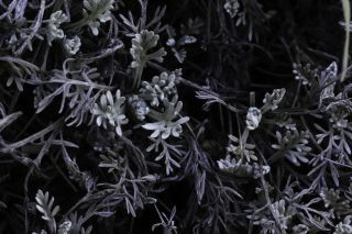 Artemisia ifranensis J. Didier [4/9]