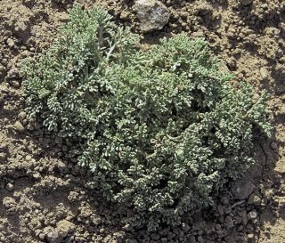 Artemisia ifranensis J. Didier [9/9]