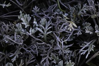 Artemisia ifranensis J. Didier [5/9]