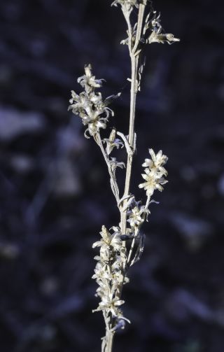 Artemisia ifranensis J. Didier [6/9]
