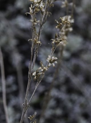 Artemisia ifranensis J. Didier [7/9]