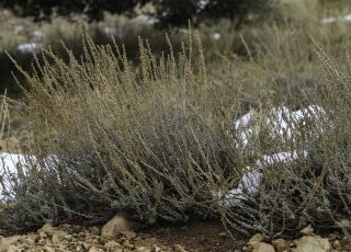 Artemisia mesatlantica Maire [1/15]