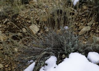 Artemisia mesatlantica Maire [2/15]