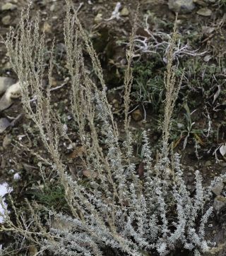 Artemisia mesatlantica Maire [4/15]