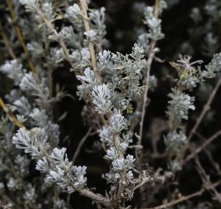 Artemisia mesatlantica Maire [5/15]