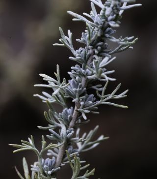 Artemisia mesatlantica Maire [6/15]