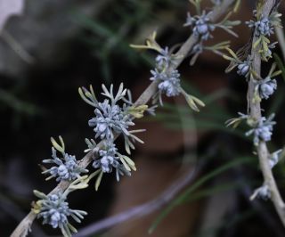 Artemisia mesatlantica Maire [8/15]