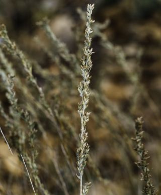 Artemisia mesatlantica Maire [9/15]