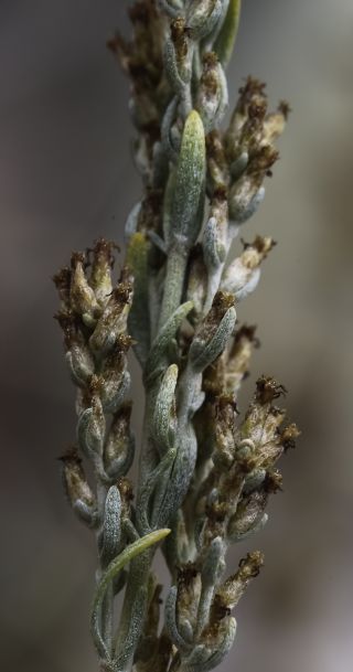 Artemisia mesatlantica Maire [10/15]