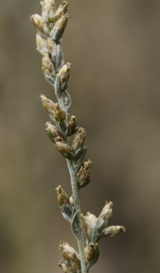 Artemisia mesatlantica Maire [11/15]