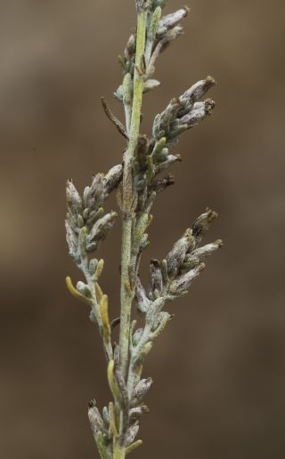 Artemisia mesatlantica Maire [12/15]