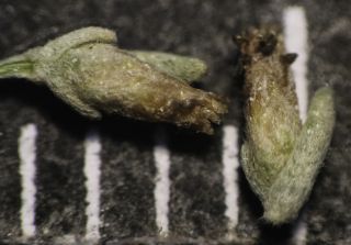 Artemisia mesatlantica Maire [14/15]