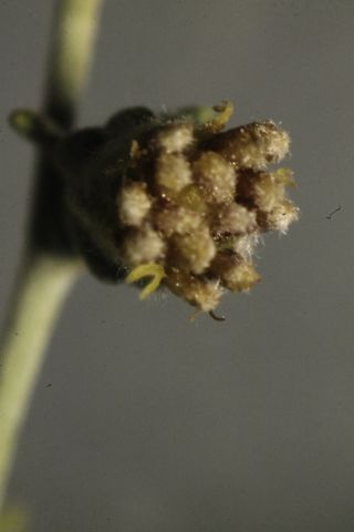 Artemisia negrei Ouyahya [8/14]