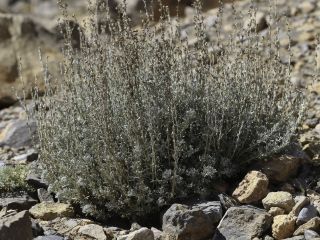 Artemisia negrei Ouyahya [1/14]