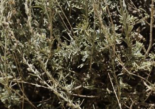 Artemisia negrei Ouyahya [2/14]