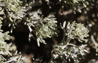 Artemisia negrei Ouyahya [3/14]