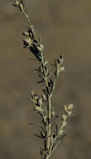 Artemisia negrei Ouyahya [4/14]