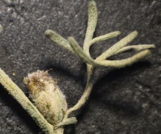 Artemisia negrei Ouyahya [6/14]