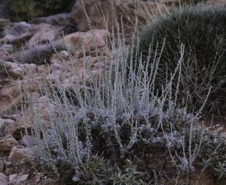 Artemisia negrei Ouyahya [10/14]