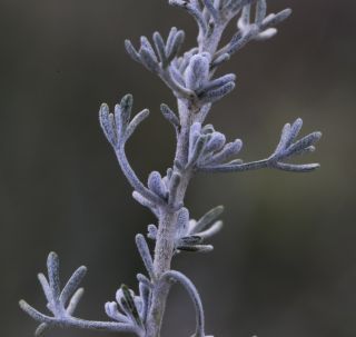 Artemisia negrei Ouyahya [12/14]