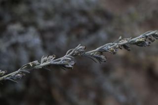 Artemisia negrei Ouyahya [14/14]