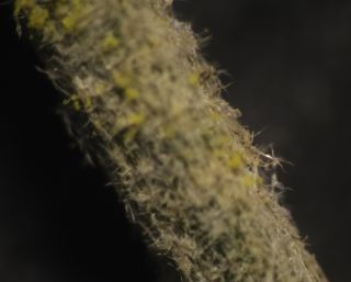 Artemisia negrei Ouyahya [5/14]