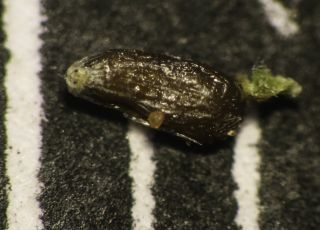 Artemisia negrei Ouyahya [9/14]